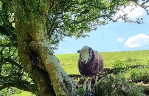 Ponterwyd Cabin | Forester's Retreat Glamping - Cambrian Mountains