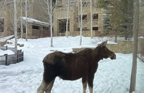Teton Village Condo | Four Seasons Resort Jackson Hole 3Bed/3Bath Condo