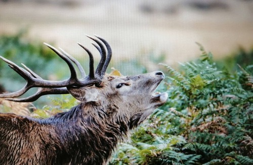 Saint-Evroult-Notre-Dame-du-Bois House | Family gîte near the lake