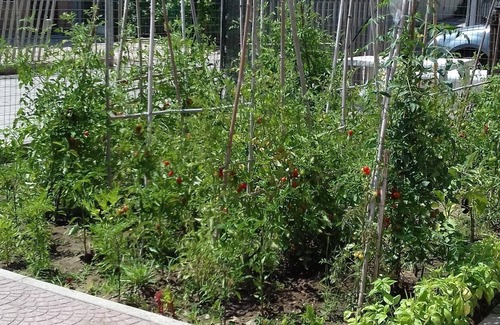 Focene Apartment | From chicco apartment facing the sea