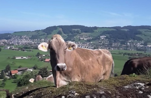 Unterageri Other | Fruehalp