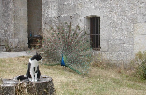 Thezac House | Gîte de Caractère Pour 28 Campagne