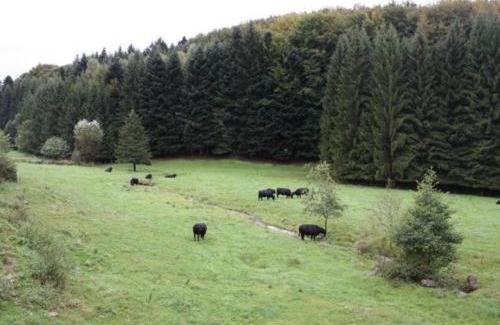 Vienville House | Gîte familial avec piscine, idéal pour randonnées et pêche, proche Gérardmer et crêtes vosgiennes - FR-1-589-238