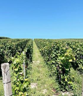 Venteuil House | Gîte familial dans le vignoble champenois