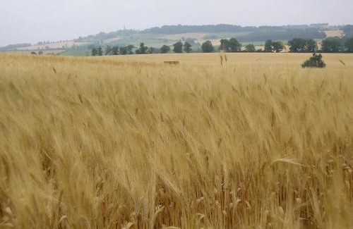 Preignan House | Gîte gascon Le Bataillé
