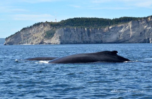 Cap-des-Rosiers Bed & Breakfast | Gîte Pétales de Rose