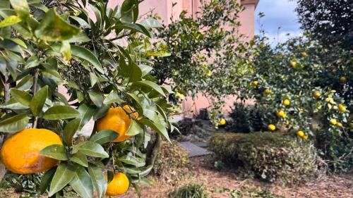 Seongsan Apartment | Garden in Jeju 201