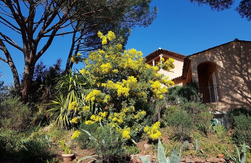 La Motte Cottage | Garden level cottage under the parasol pines