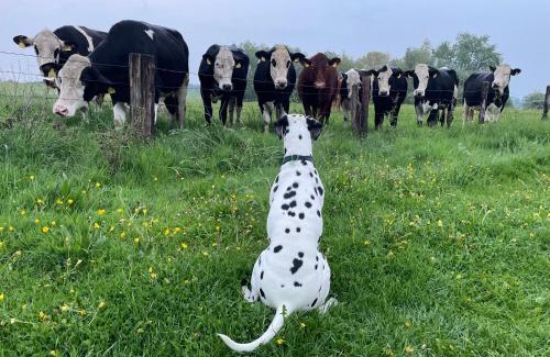 Xanten Apartment | Gemütliche Wohnung
