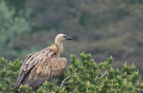 Vassieux-en-Vercors House | Gites D'étape Les Carlines