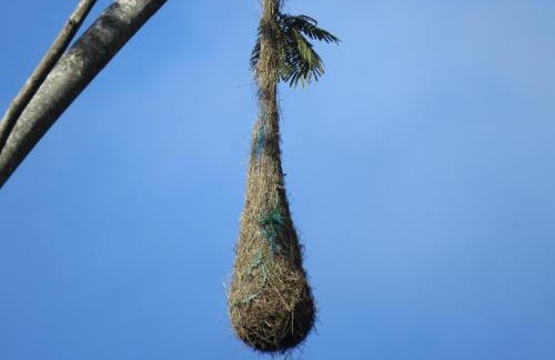 Totoro Other | Glamping Reserva Natural Amalaka