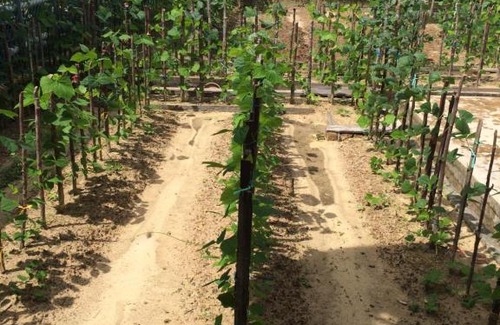 Sibu House | Golden Swan Sibu Homestay