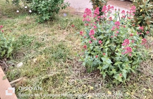 Belesta-en-Lauragais House | Grande Maison au Calme au Milieu des Tournesols