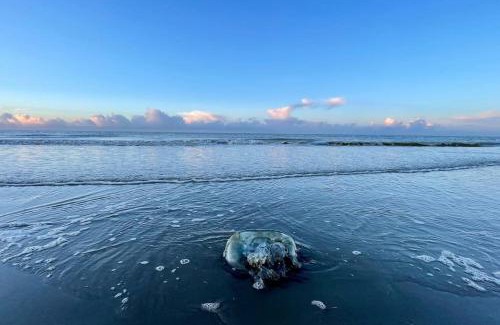 Bray-Dunes Villa | Grande Villa de 8 chambres avec Balnéothérapie- Vill'Acacia
