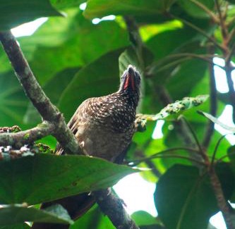 La Banda de Shilcayo Hotel | Green House Tarapoto