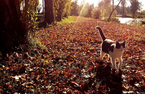 Badia Polesine House | Green Room . nature and relaxation among grazing horses .