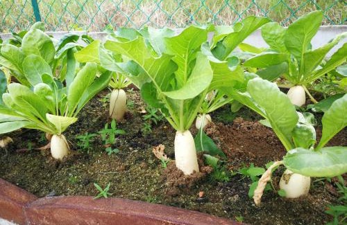 Kuantan House | Greenery Garden Concept Homestay