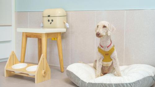 Gyeongsan House | gyeongsan stage-ipple pet pension
