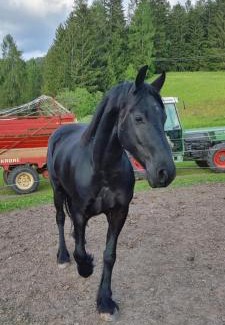 Brunico House | Hölzlhof