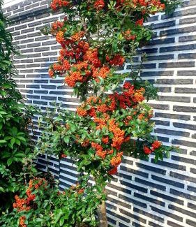 Seongnae-dong House | Hanok1957