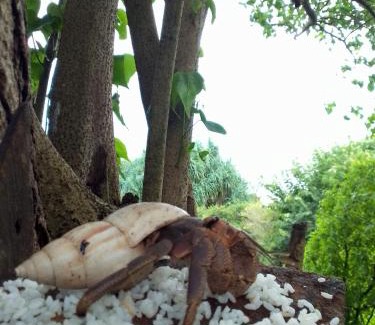 Tangalle Bed & Breakfast | Happybeach Sea view Cabin