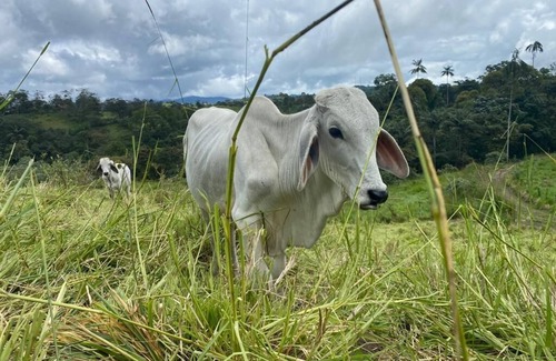 Llano Chico Other | HERMOSA CASA DE CAMPO Naturaleza, rio, Bosques,