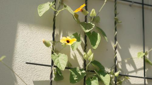 Willemstad Bed & Breakfast | Het Willemshuis