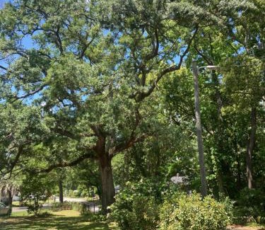Almont Other | Heyward Camper Host