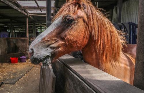 Freshwater House | Hill Farm Cottage