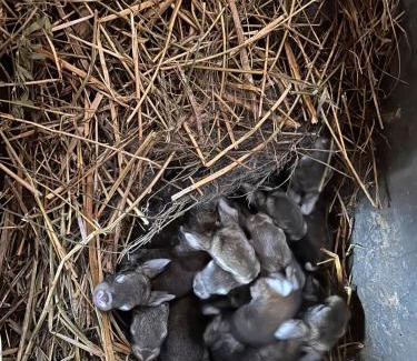 Torniella House | Historic Farmhouse Casa Del Chiodo