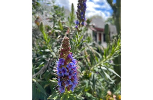 Downtown Riverside Apartment | Historic Mission Bungalows 1