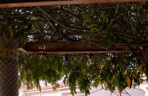 Aleria Villa | Homerez - Nice villa for 6 ppl. with swimming-pool and terrace at Aléria