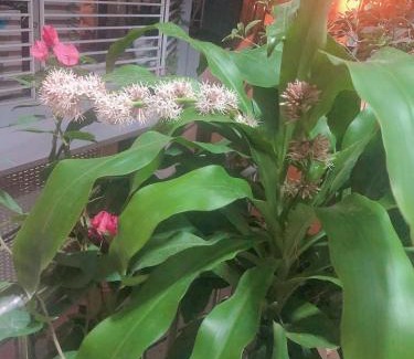My Đinh House | Homestay 68 Đồng Bát A