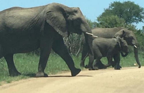 Marloth Park Bed & Breakfast | Hooves and Paws Safari Bush Camp
