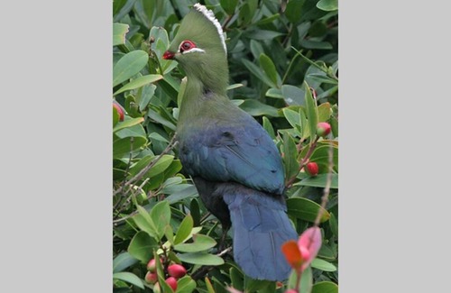 Amahlathi Apartment | Hornbills Forest Cottages