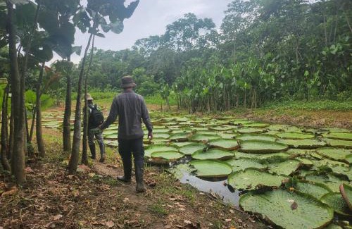 Leticia Hotel | Hospedaje y tours Reina Arriera amazonas colombia