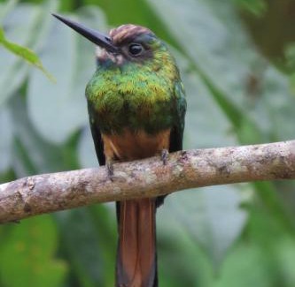 Leticia Hotel | Hospedaje y tours Reina Arriera amazonas colombia