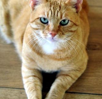 Vondelbuurt Hotel | Hotel Abba