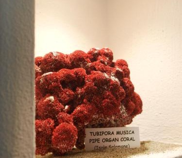 Torbole sul Garda Hotel | Hotel Garnì Corallo