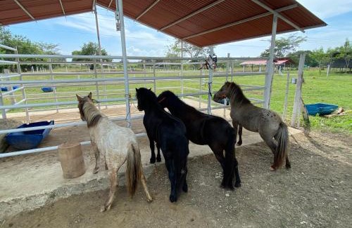 Mahates Bed & Breakfast | Hotel - Granja de Animales San Basilio de Palenque