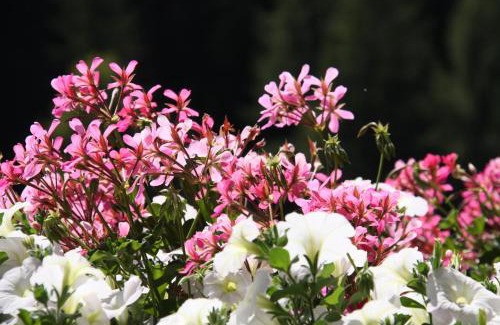 San Cassiano Hotel | Hotel Vajolet