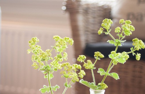 Haastrecht House | House