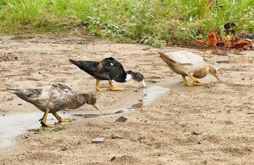 Zanderij House | Houses of Reggae on Land of Promise