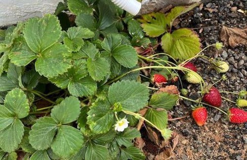 Tarajalejo House | Hubara House