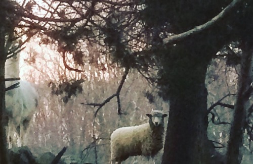 Cranston Cottage | Hurricane Hill-a farm cottage near Providence