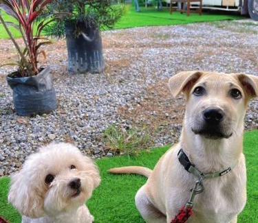 Genting Highlands Other | iGo Glamz 爱狗露营 Pet Friendly Glamping