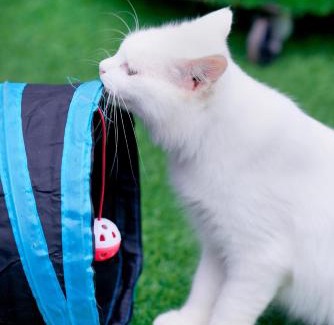 Genting Highlands Other | iGo Glamz 爱狗露营 Pet Friendly Glamping