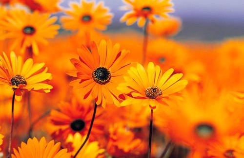 Pietrelcina House | Il Fortilizio