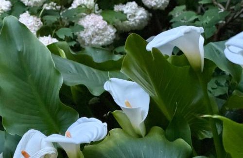 Santa Veneranda House | Il podere degli ulivi