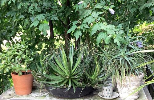 San Leonardo Bed & Breakfast | Il villino della duchessa